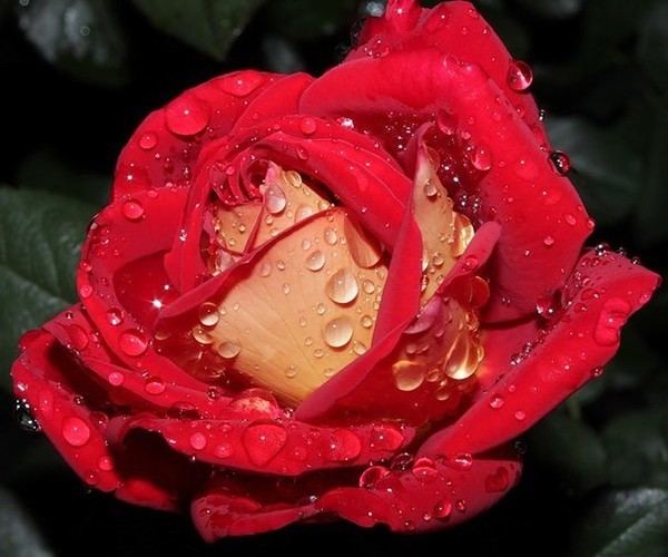 Фото Красная роза в каплях росы