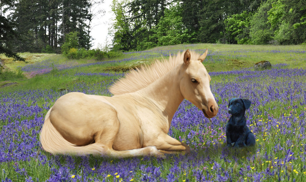 Лошадка сидит. Лошадь лежит. Лошадь на Поляне. Лошадка с цветами. Лошадь на Поляне цветов.