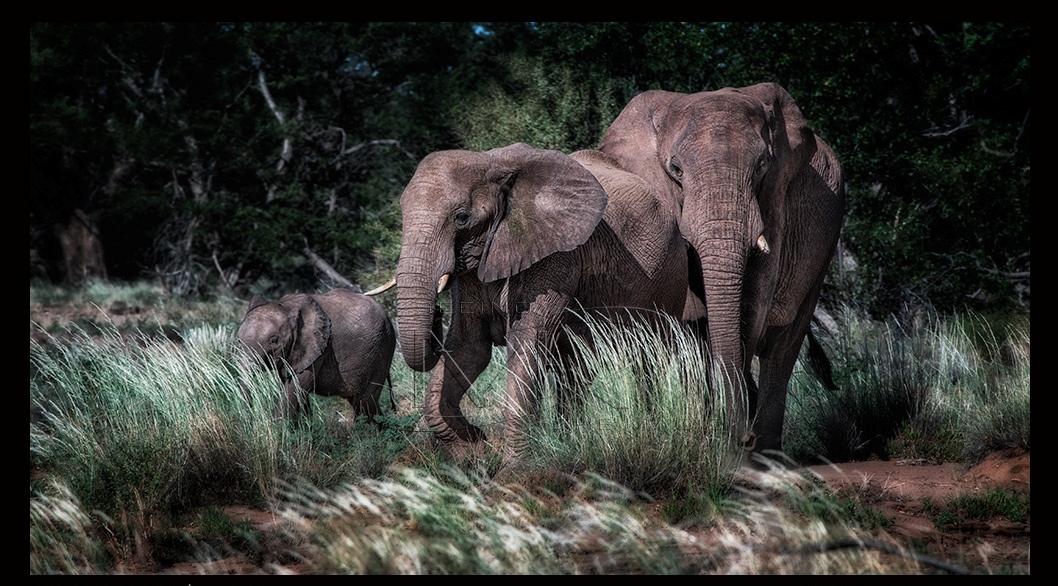 Фото Слоны на природе, ву Martin Krajczy