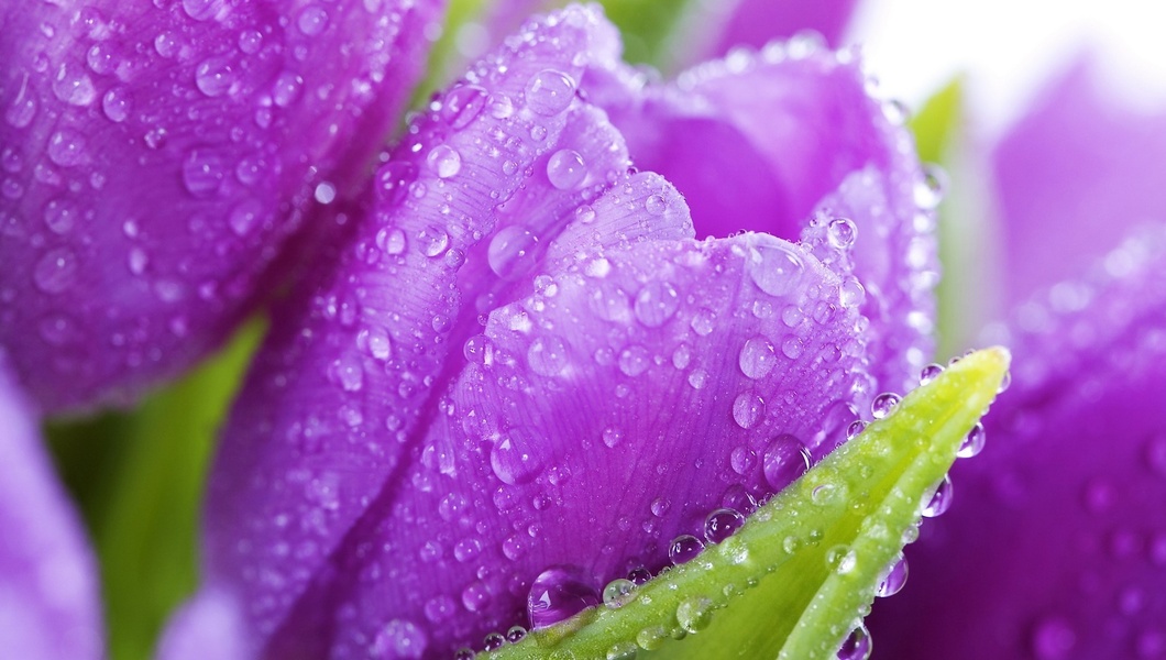 Фото Сиреневые тюльпаны с каплями воды на лепестках