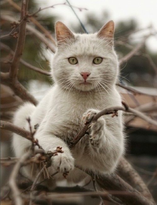 Фото Грязно-белый кот на ветке дерева