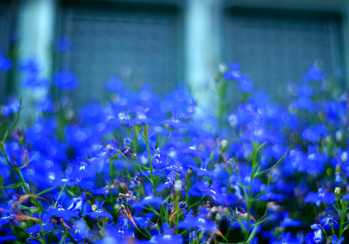Список лучших синих цветов и растений с синей листвой
