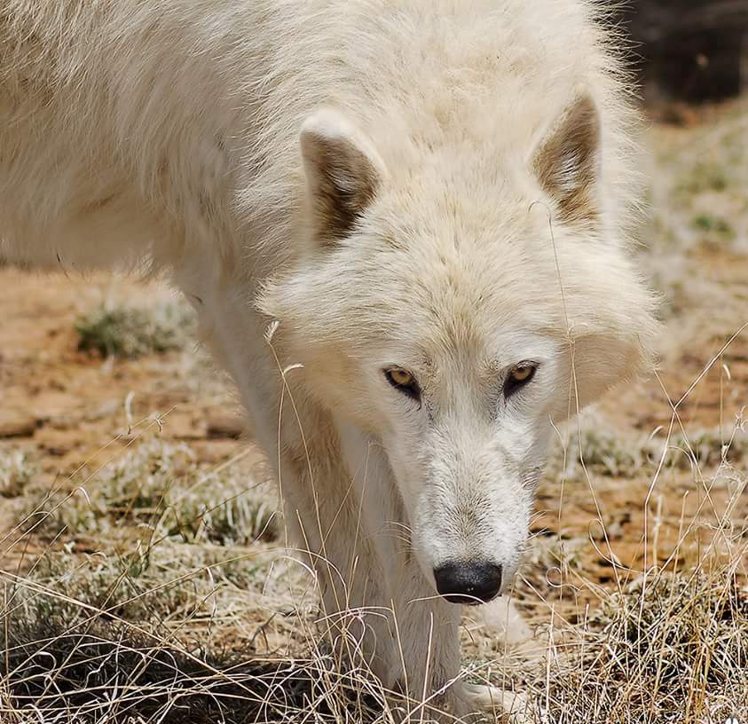 Фото Белый волк на природе