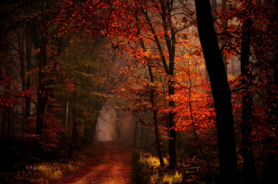 Фото Дорога в осеннем лесу