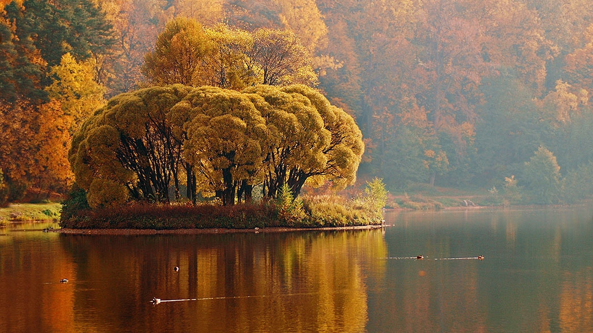Фото Осенний лес отражается в пруду с плавающими утками