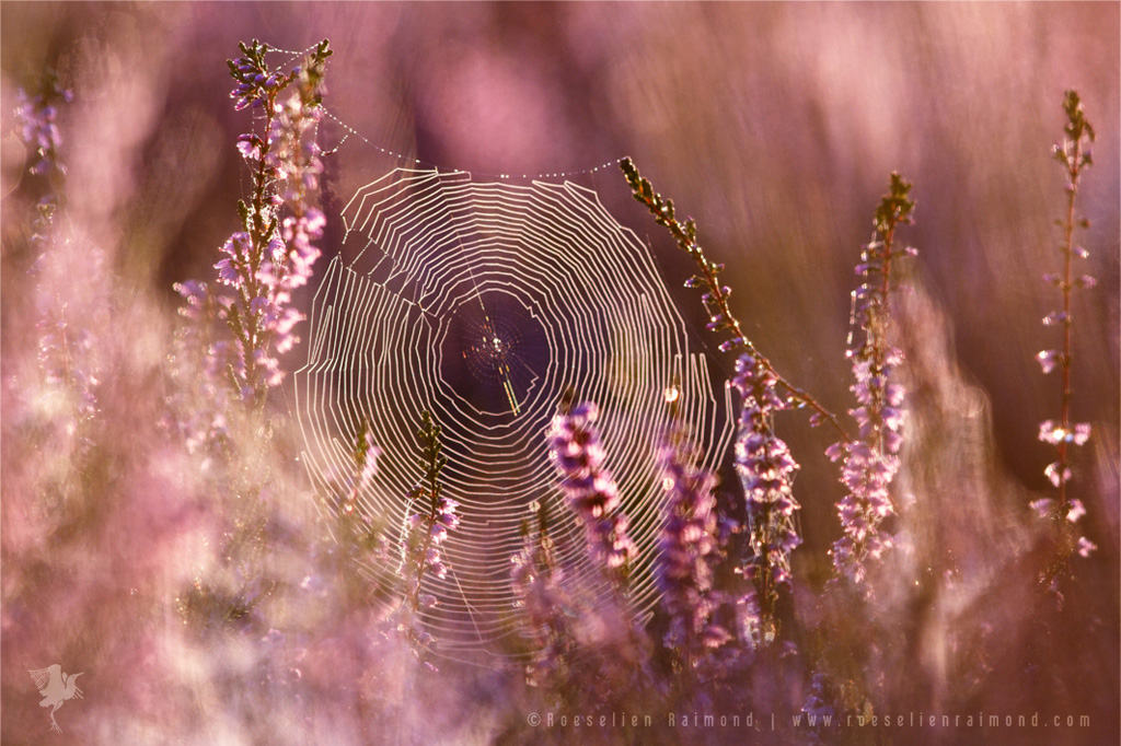 Фото Паутина на полевых цветах, by thrumyeye