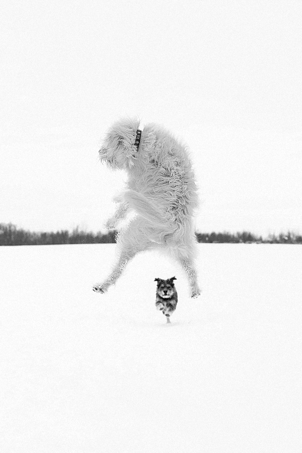 Фото Белая лохматая собака с ошейником, в высоком прыжке пытается убежать от преследующей ее по снегу черной собаки