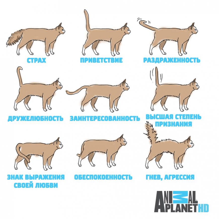 Фото Различные модели поведения кошек и выражения чувств при помощи хвоста (Animal Planet), страх, приветствие, раздраженность, дружелюбность, заинтересованность, высшая степень признания, знак выражения своей любви, обеспокоенность, гнев, агрессия