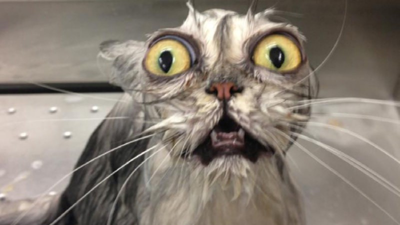 Фото Мокрый кот с выпученными глазами