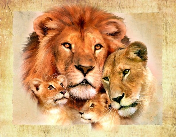 Семья львов. Сток