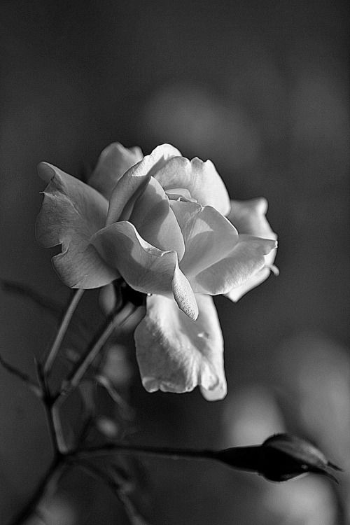 Фото Черно-белый цветок розы
