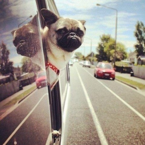 Фото Собака породы мопс выглядывает из окна машины