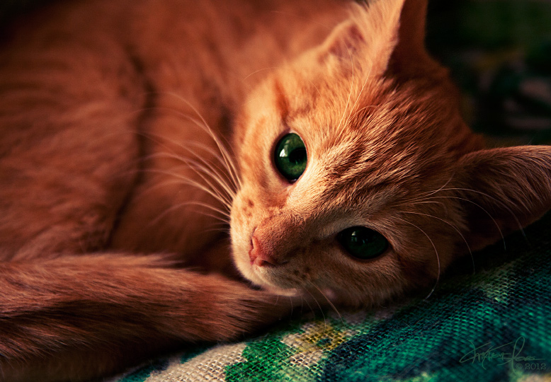 Фото Рыжий котенок с изумрудными глазами