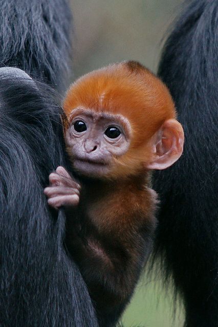 Фото Детеныш обезьяны с любопытным взглядом
