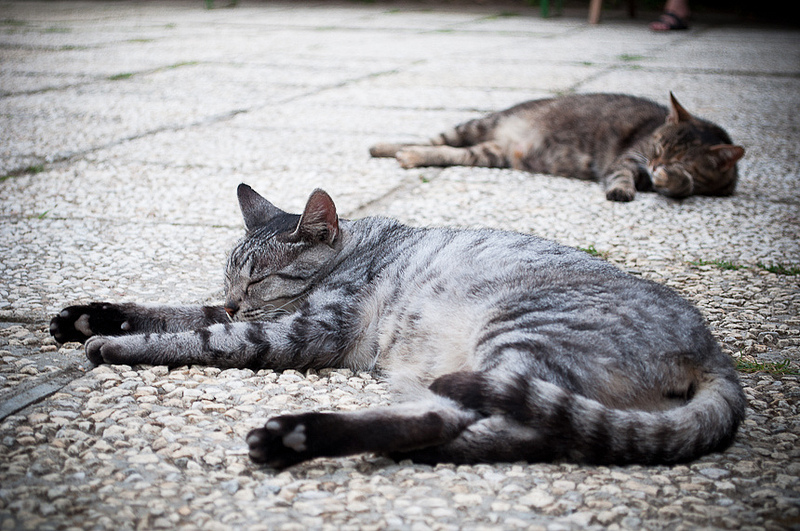 Фото Два спящих кот на дороге