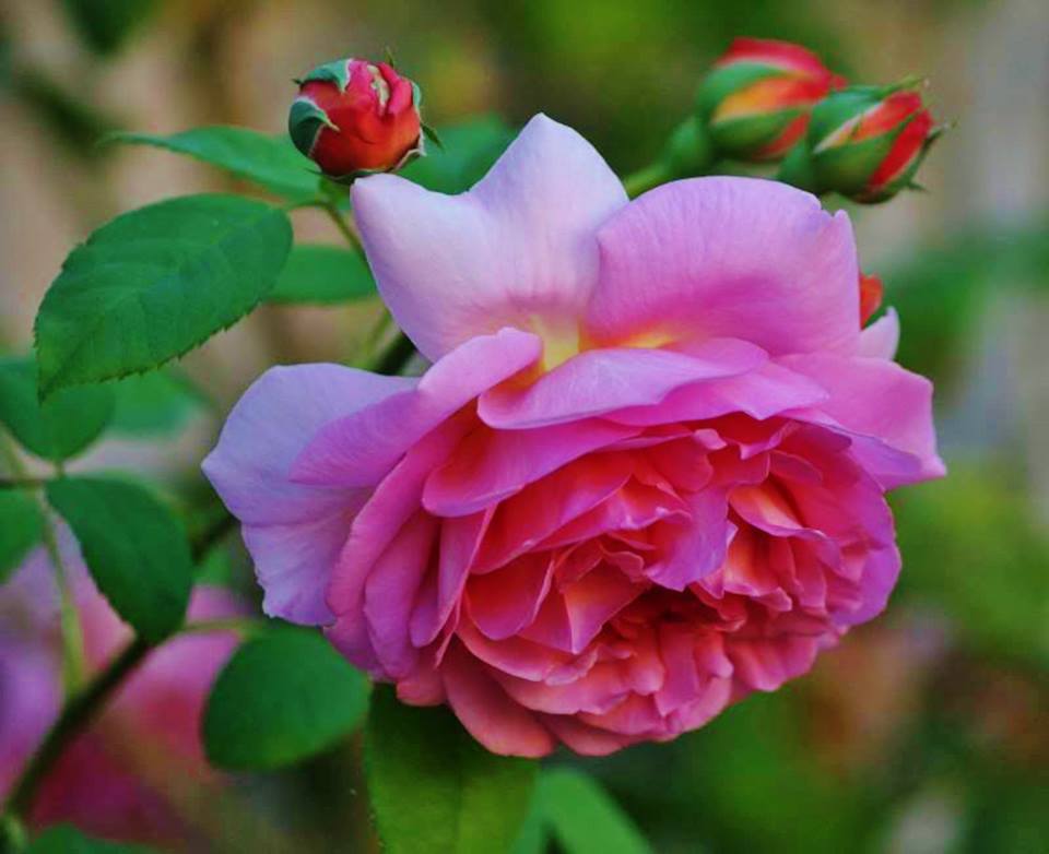 Фото Розовая роза с бутонами
