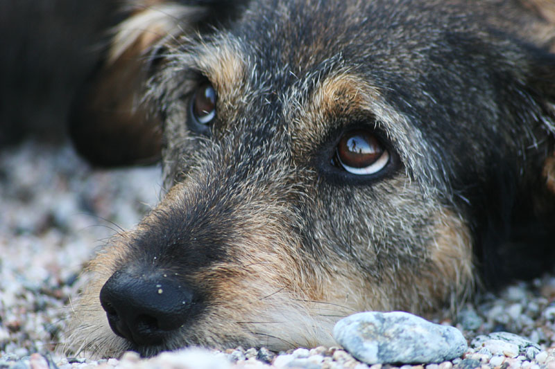 Фотография грустной собаки, ставшая вирусной