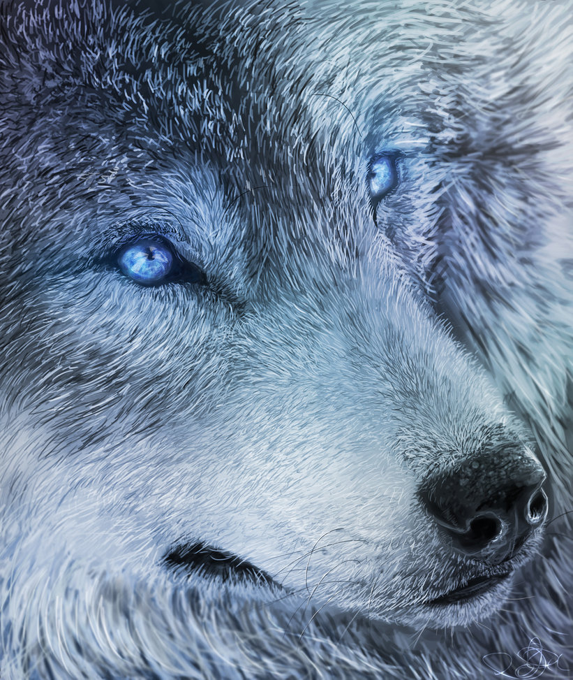 Фото Волк голубыми глазами, более 81 качественных бесплатных стоковых фото