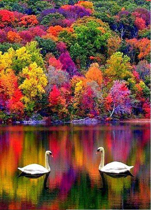 Фото Лебеди в озере, отражающем осенние краски леса, Нью-Гэмпшир, США
