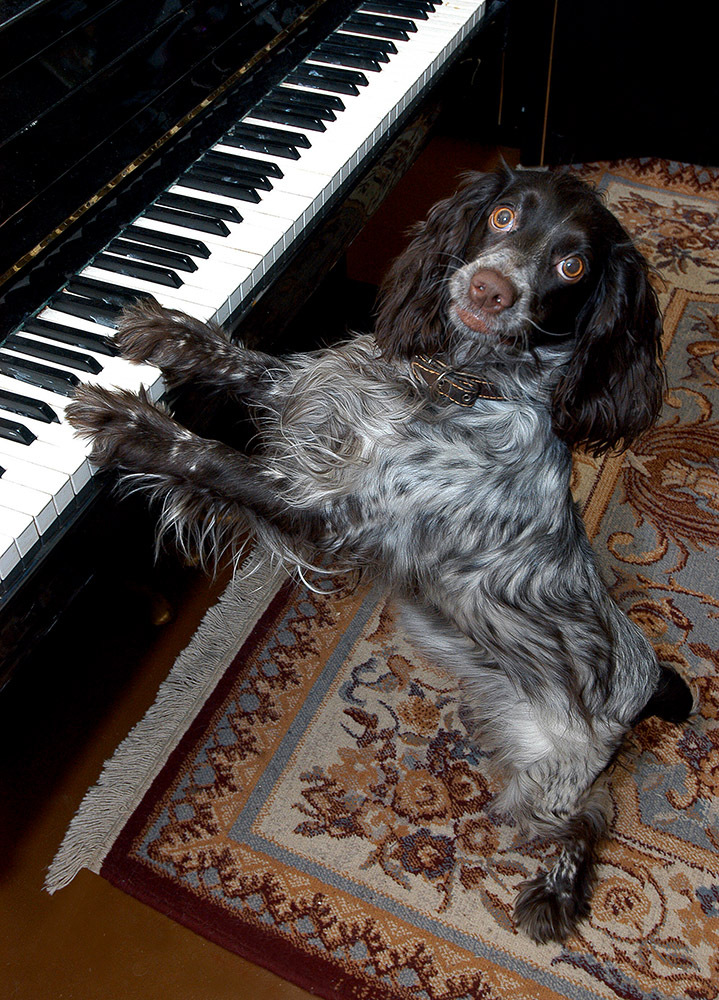 Фото Собака играет на пианино, Leons