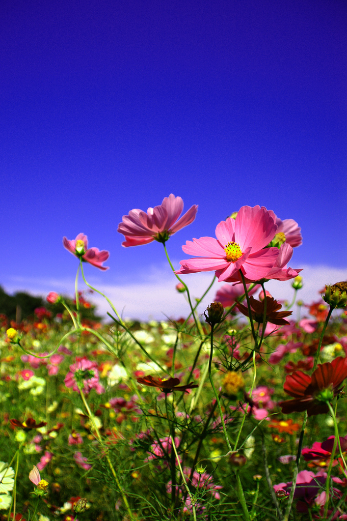 Фото Розовые цветы на фоне неба, by ajpscs