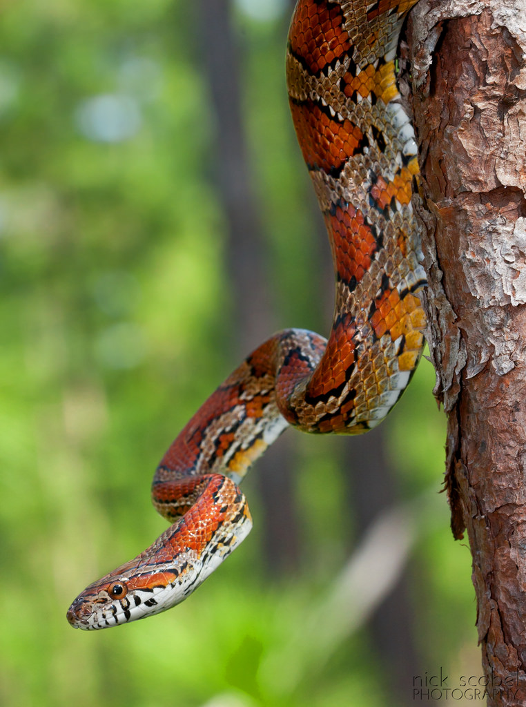 Фото Змея на дереве, by Nick Scobel