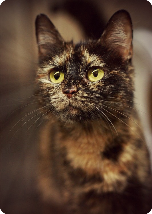 Фото Трехцветная кошка, by GreenSunWolf