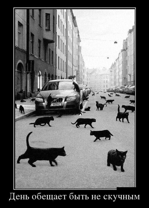 Фото Много черных котов на улицах города (День обещает быть нескучным)