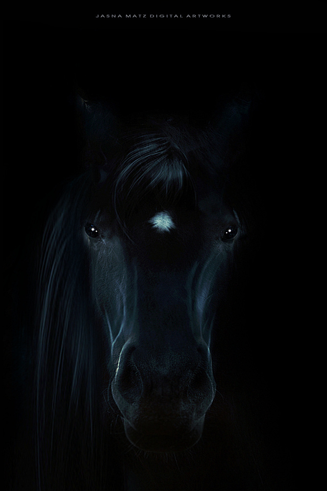 Фото Морда лошади на черном фоне, ву Jasna Matz