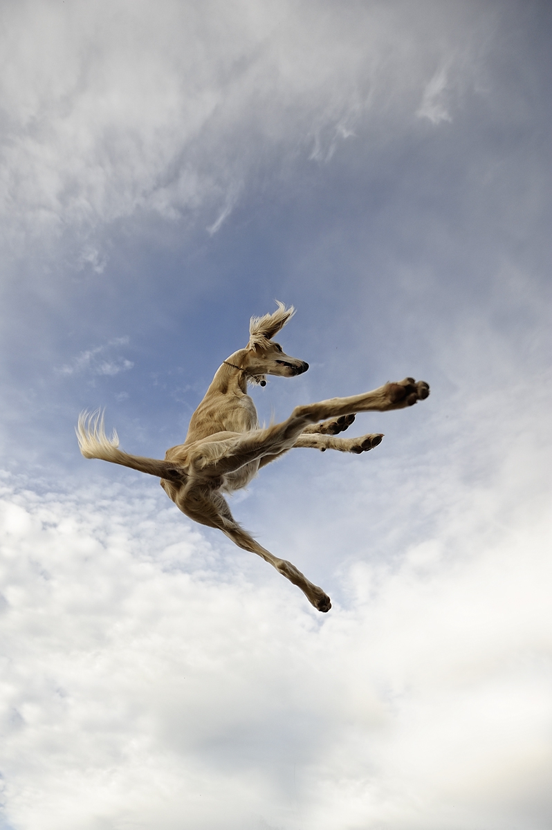 Фото Собака учится летать, фото Alyat