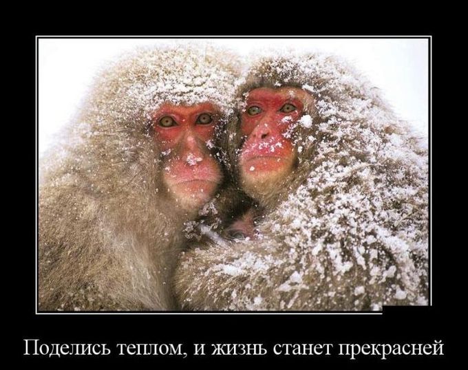 Фото Две обезьянки тесно прижались друг к другу, чтобы не замерзнуть под снегом (Поделись теплом, и станет жизнь прекрасней)