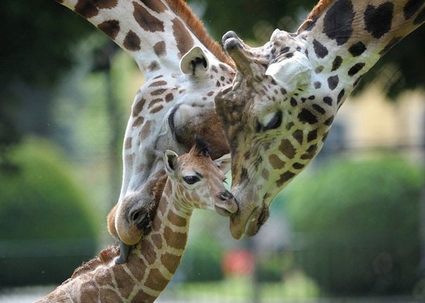 Фото Дружная семья жирафов пестует своего малыша