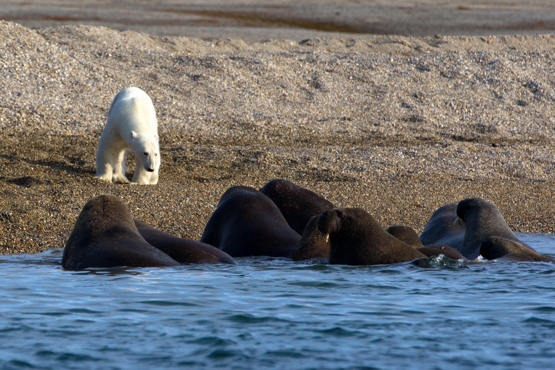 Фото Противостояние белого медведя и моржей (островок во фиордах Шпицбергена), фотограф Александр Перов