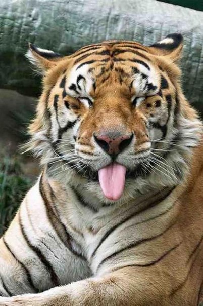 Фото Тигр закрыл глаза и показывает язык