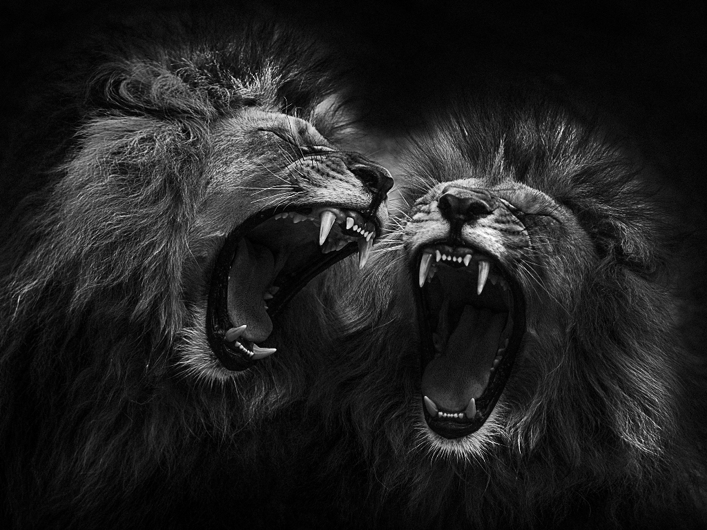 Фото Два льва с открытой пастью, ву Georg Haaser