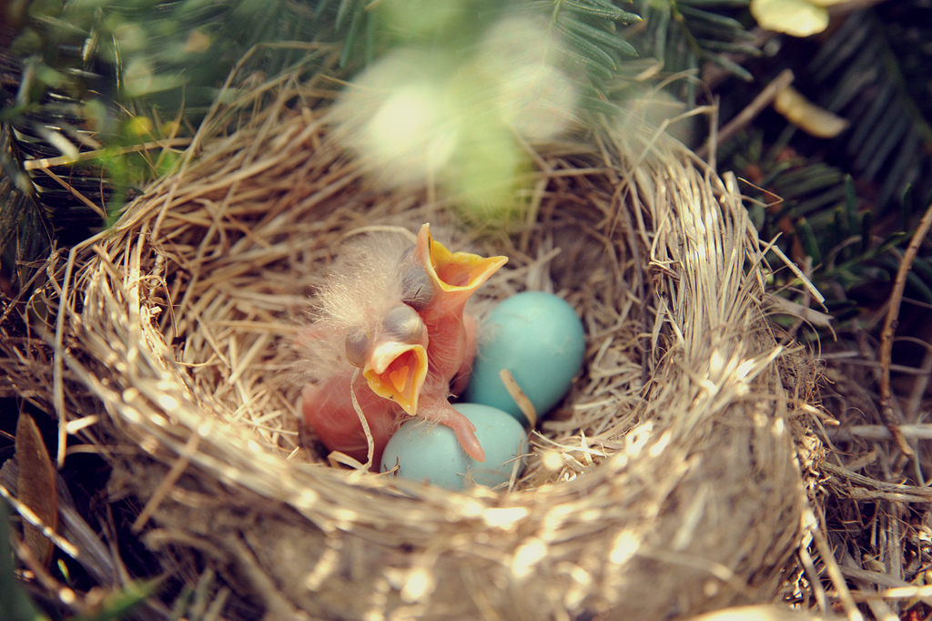 Какой гнезде в жизни. Птичьи яйца в гнезде. Гнездовые птенцы. Птица с птенцами в гнезде. Гнездо с яйцами.