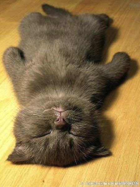 Фото Серый котенок - отдых после тренировки