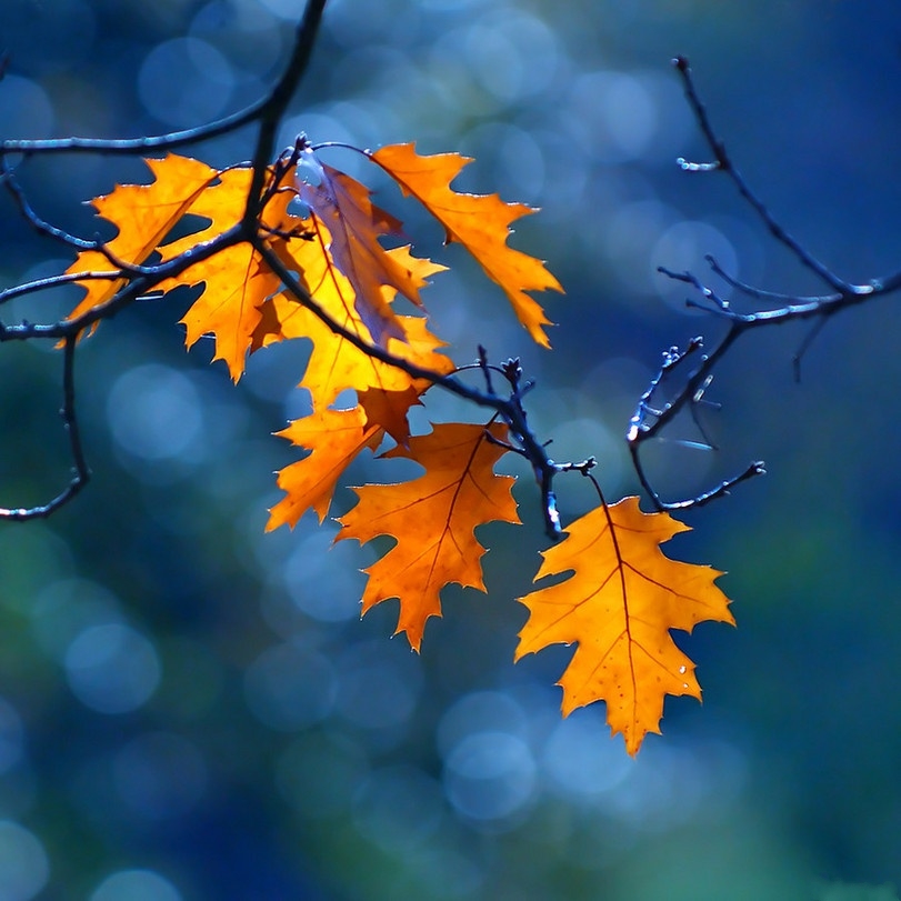 Фото Осень окрасила кленовые листья на ветке в красивые цвета
