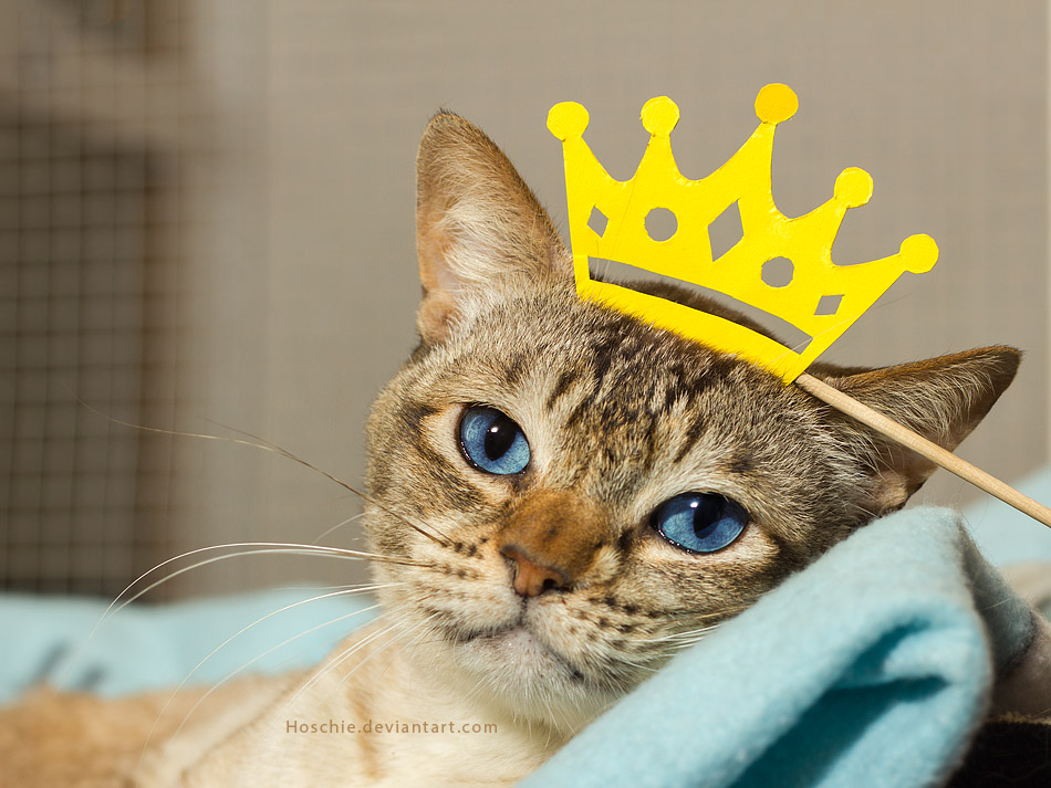 Princess (Cat) Ironthronerp Wikia Fandom