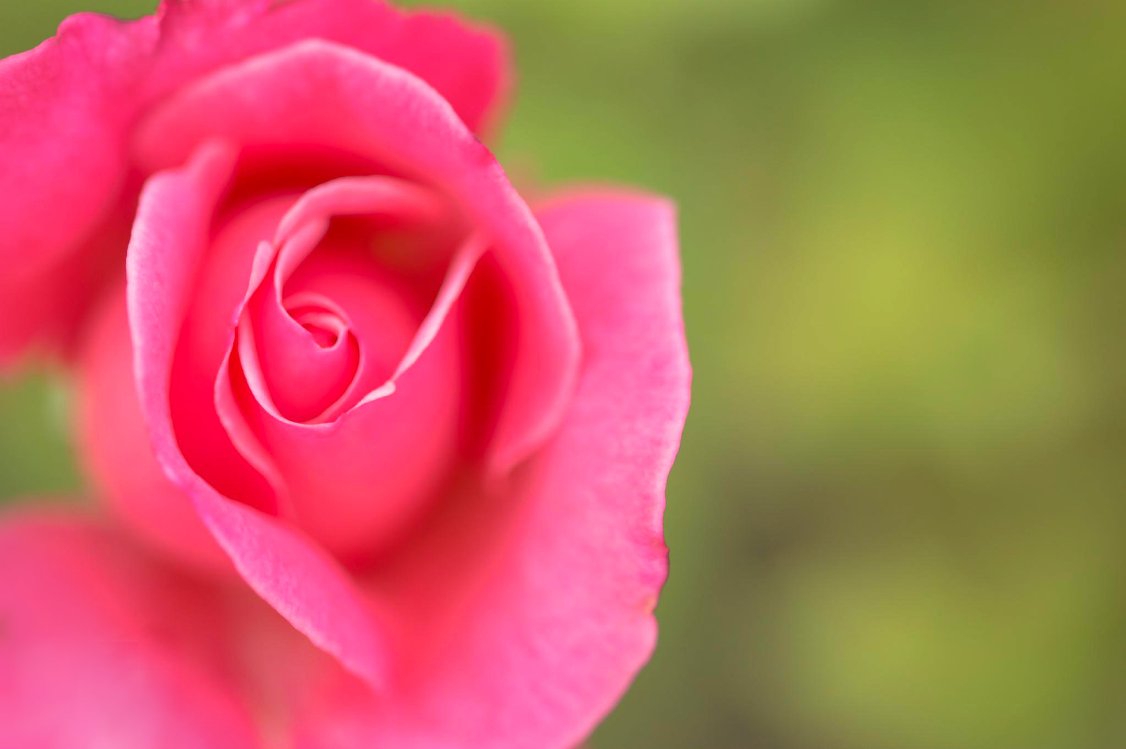 Фото Розовая роза на размытом фоне