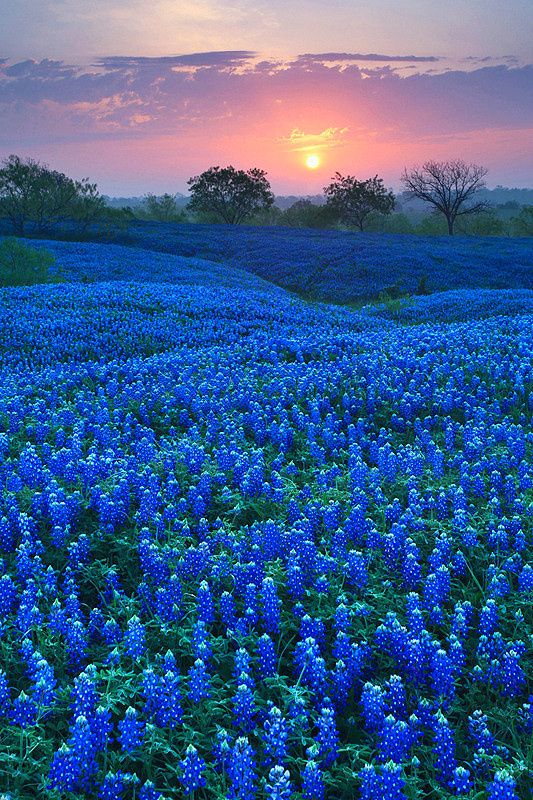 Фото Поле синих цветов в вечернем закате