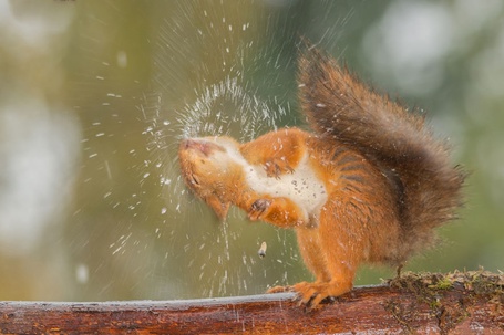 Фото Белка отряхивается от воды, by Geert Weggen