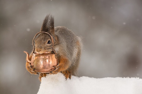Фото Белка сидит в обнимку с медным чайничком, by Geert Weggen