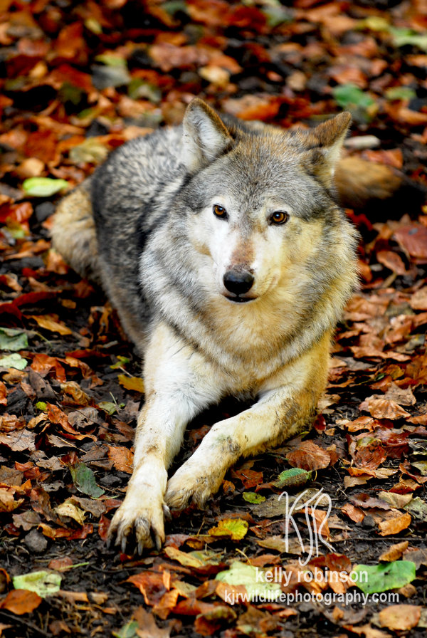 Фото Волк лежит на осенних листьях, by Shadow-and-Flame-86