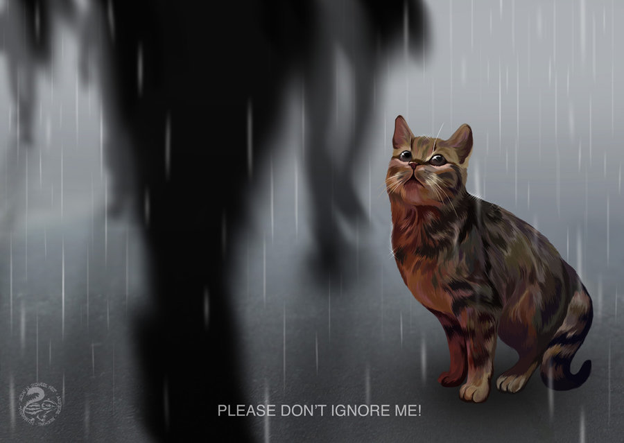 Фото Please Dont Ignore Me / пожалуйста, не игнорируйте меня, котенок сидит под дожем, а мимо проходят люди, by Nojjesz