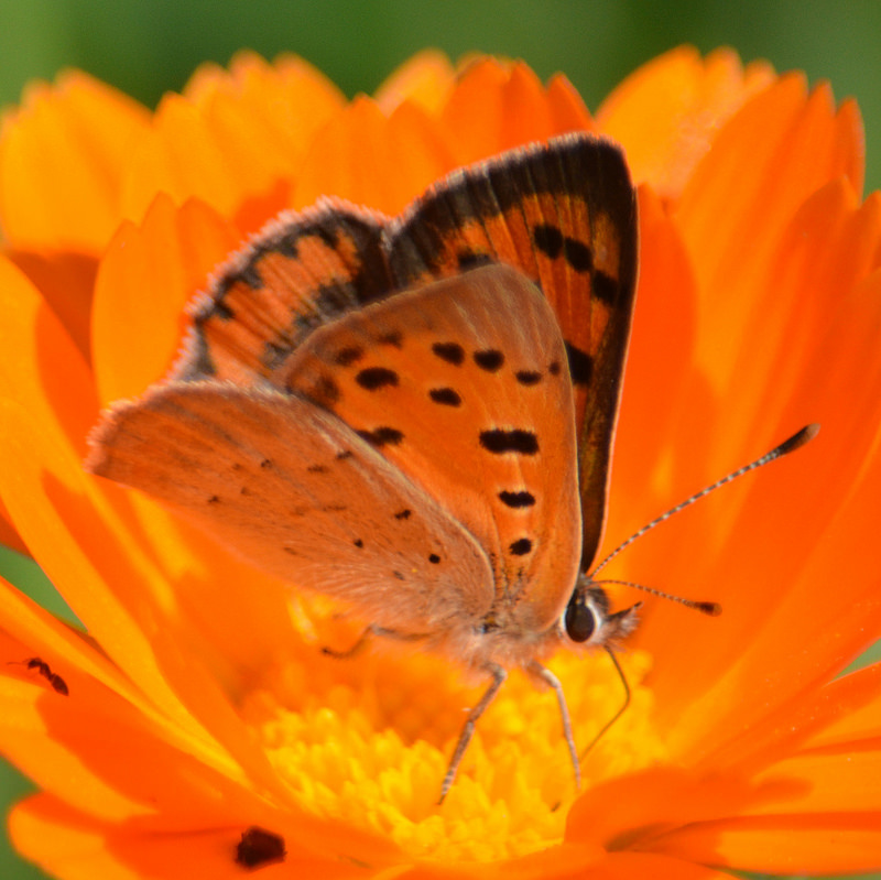 Бабочка сидит на цветке рисунок