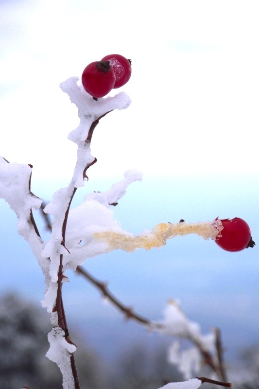 Фото На ветке в снегу красные ягоды