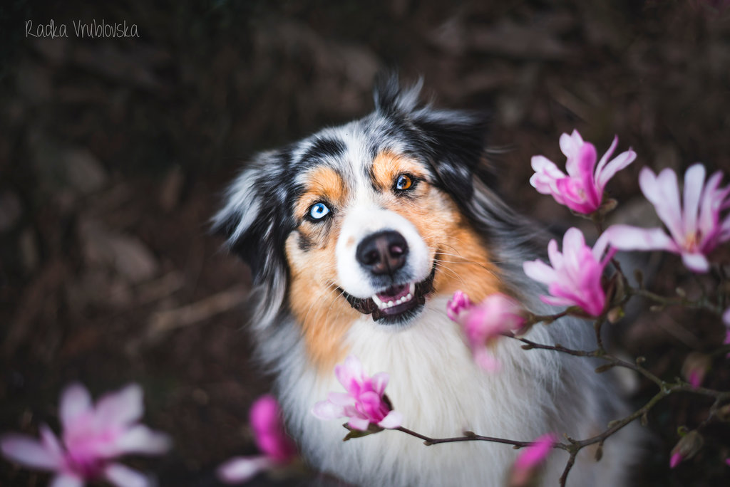 Фото Аусси на размытом фоне, by aussiefoto