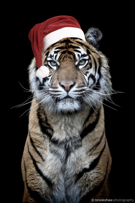 /Тигр в новогодней шапке, форма пластиковая купить в интернет-магазине Клуб Мастеров