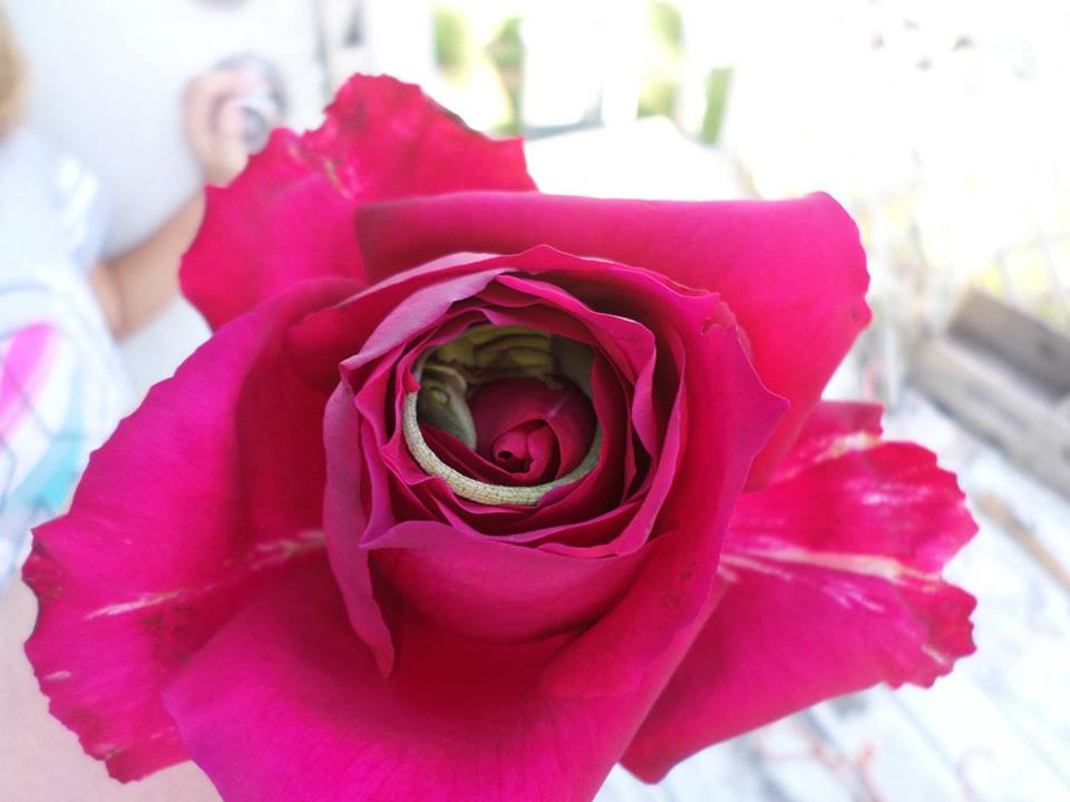 Фото Маленькая ящерица, каролинский анолис сделала себе кроватку в бутоне розы